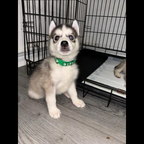 Siberian Husky - Both