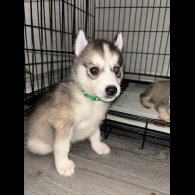 Siberian Husky - Both