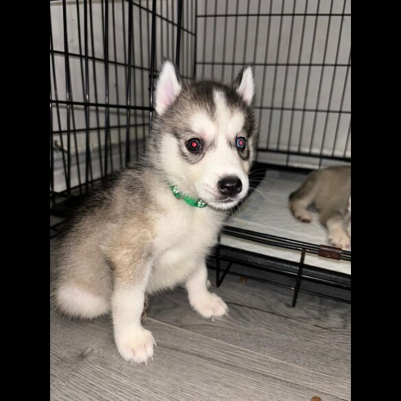 Siberian Husky - Both
