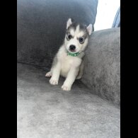 Siberian Husky - Both