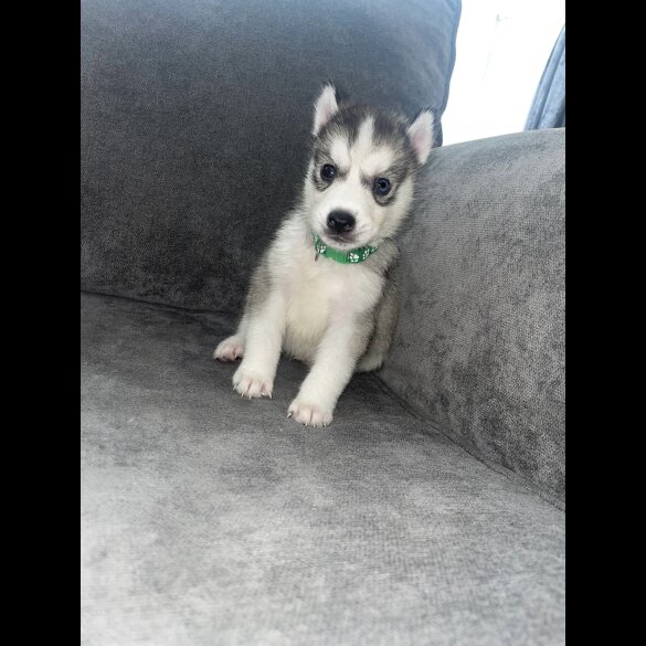 Siberian Husky - Both