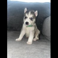 Siberian Husky - Both