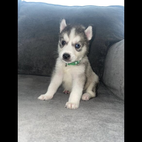Siberian Husky - Both