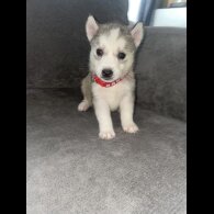 Siberian Husky - Both