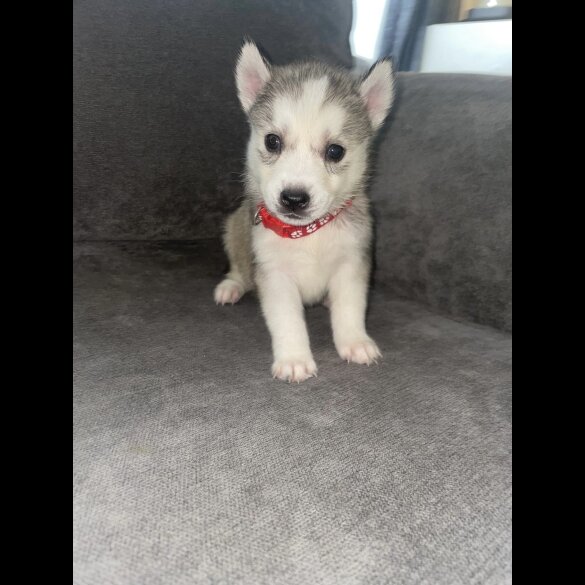 Siberian Husky - Both