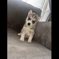 Siberian Husky - Both