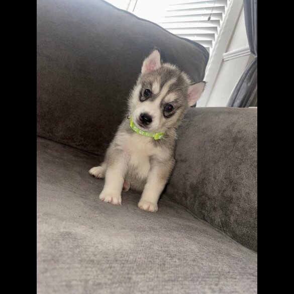 Siberian Husky - Both