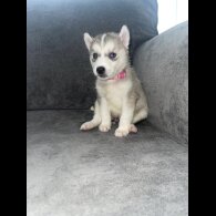 Siberian Husky - Both