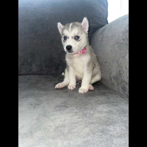 Siberian Husky - Both