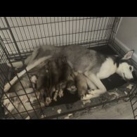 Siberian Husky - Both