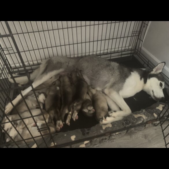 Siberian Husky - Both