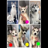 Siberian Husky - Both