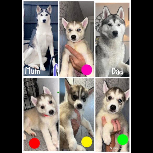 Siberian Husky - Both