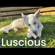 Siberian Husky - Bitches