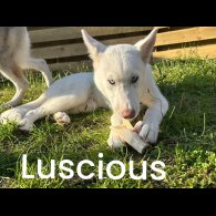 Siberian Husky - Bitches