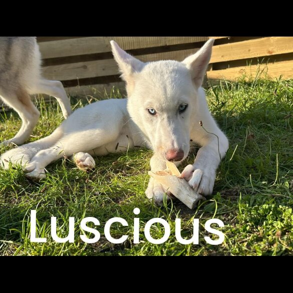 Siberian Husky - Bitches