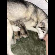 Siberian Husky - Bitches