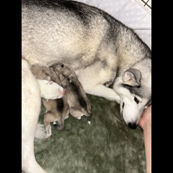 Siberian Husky - Bitches