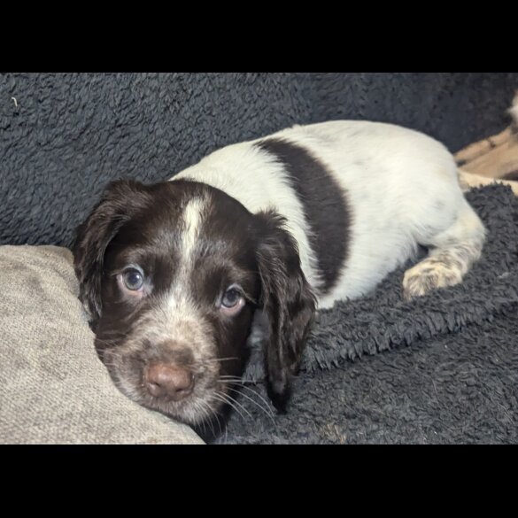 Sprocker Spaniel - Both