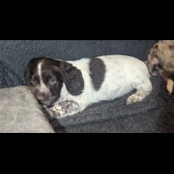 Sprocker Spaniel - Both