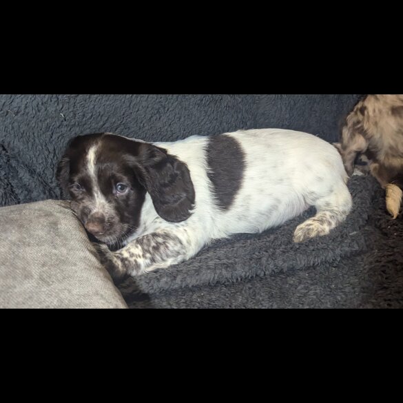 Sprocker Spaniel - Both