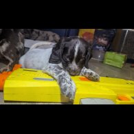 Sprocker Spaniel - Both