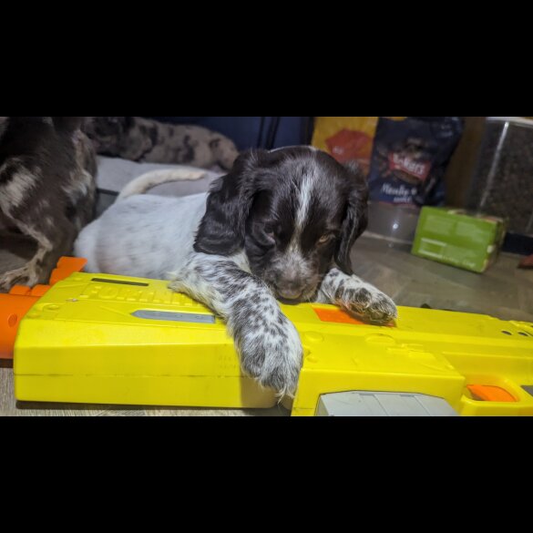 Sprocker Spaniel - Both