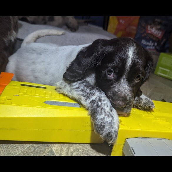 Sprocker Spaniel - Both