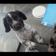 Sprocker Spaniel - Both
