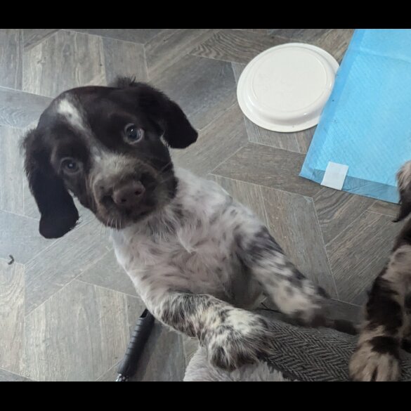 Sprocker Spaniel - Both