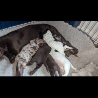 Sprocker Spaniel - Both