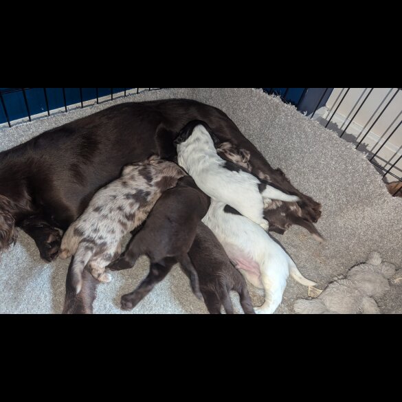 Sprocker Spaniel - Both