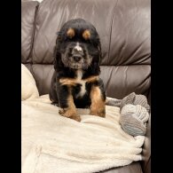 Sprocker Spaniel - Both
