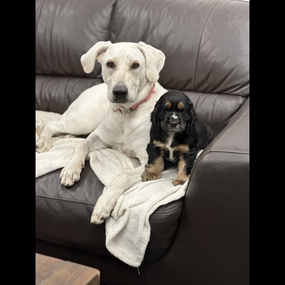 Sprocker Spaniel - Both
