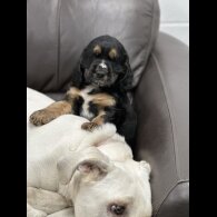 Sprocker Spaniel - Both