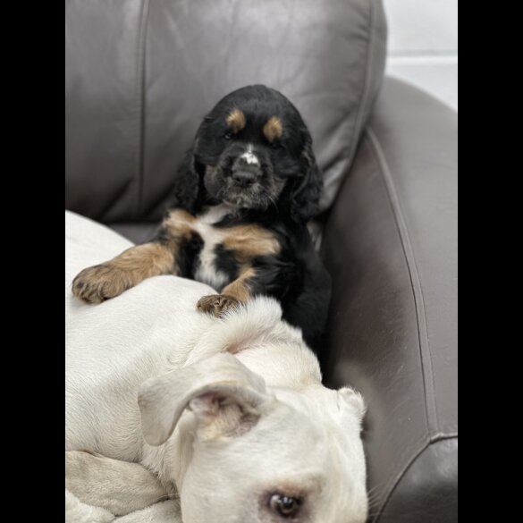 Sprocker Spaniel - Both