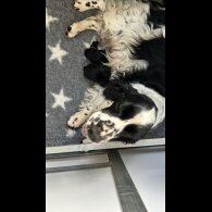 Sprocker Spaniel - Both