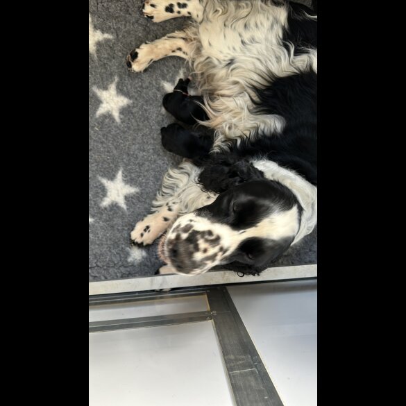 Sprocker Spaniel - Both