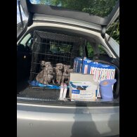 Staffordshire Bull Terrier - Both