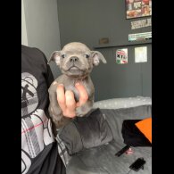 Staffordshire Bull Terrier - Both