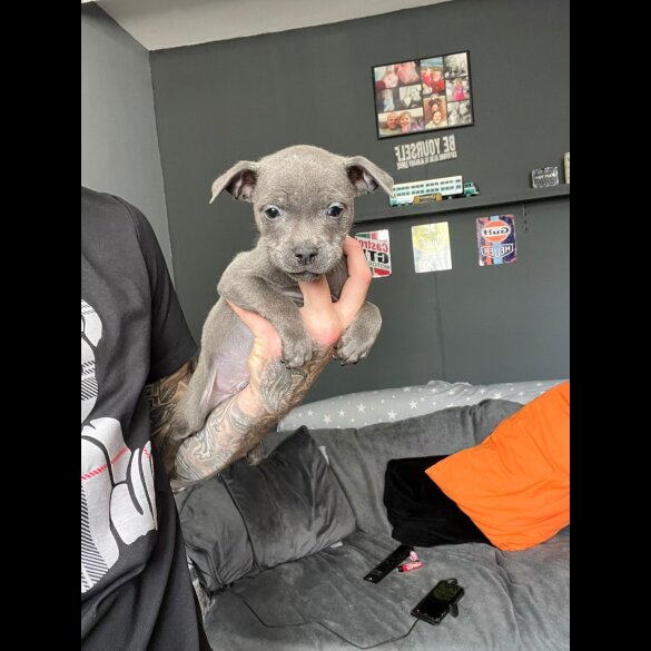 Staffordshire Bull Terrier - Both