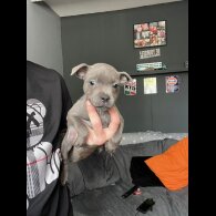 Staffordshire Bull Terrier - Both