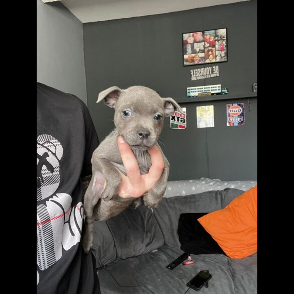 Staffordshire Bull Terrier - Both