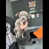 Staffordshire Bull Terrier - Both