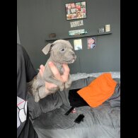 Staffordshire Bull Terrier - Both