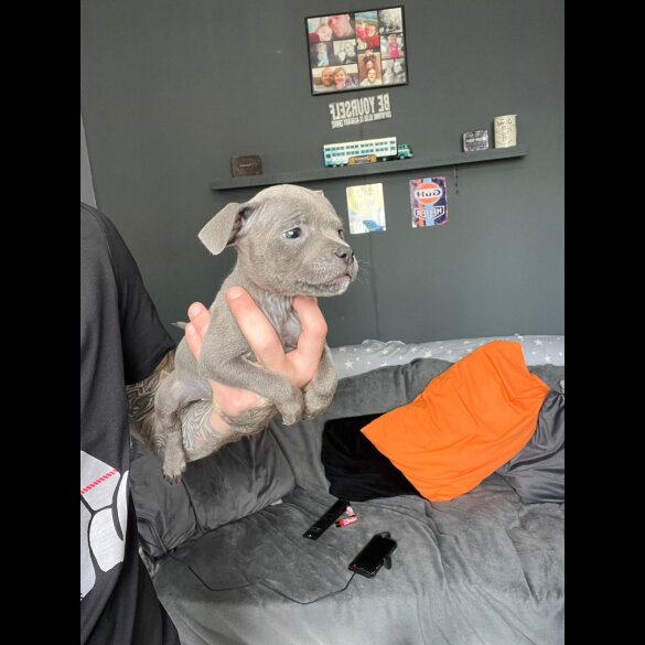 Staffordshire Bull Terrier - Both