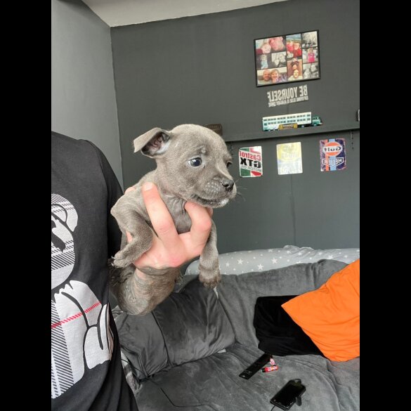 Staffordshire Bull Terrier - Both