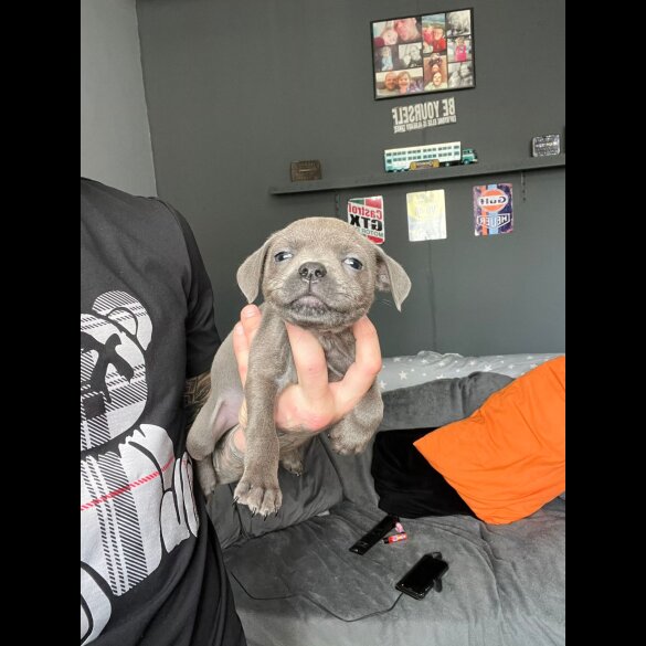 Staffordshire Bull Terrier - Both