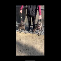 Staffordshire Bull Terrier - Both