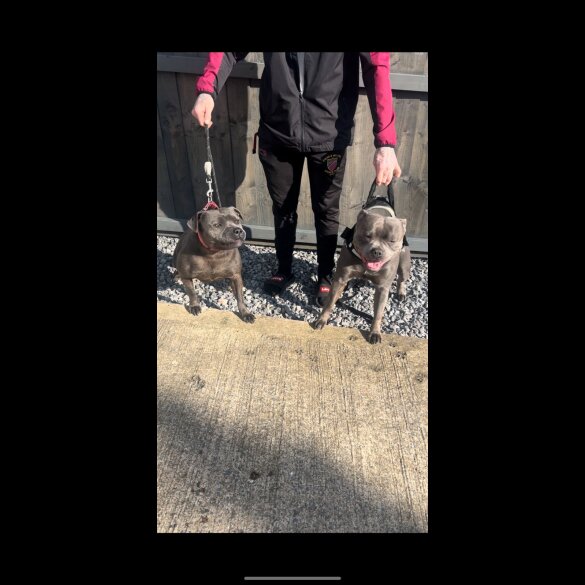 Staffordshire Bull Terrier - Both